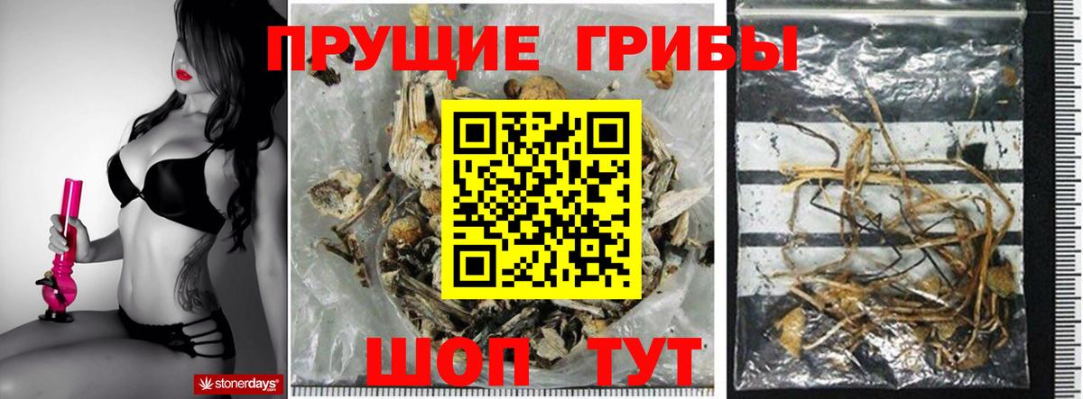 Северск  Псилоцибиновые грибы GOLDEN TEACHER  Вход с VPN  наркота  Галлюциногенные грибы Magic Shrooms 